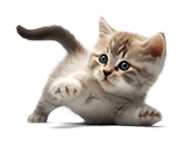 Pawz.fr - Nos boules de poils méritent le meilleurs.
